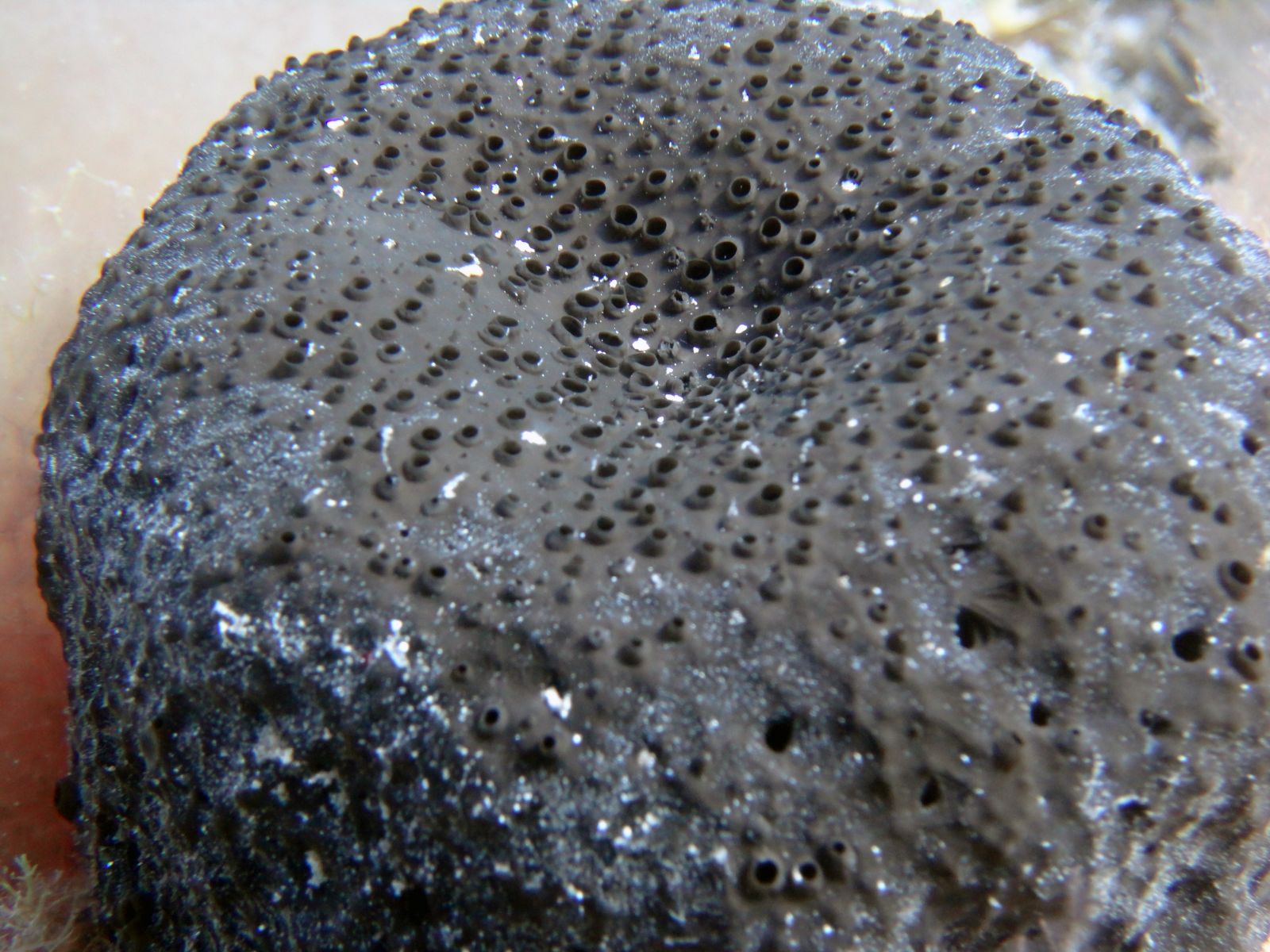 Sarcotragus spinosulus (black leather sponge) - Sea-Nature Studies